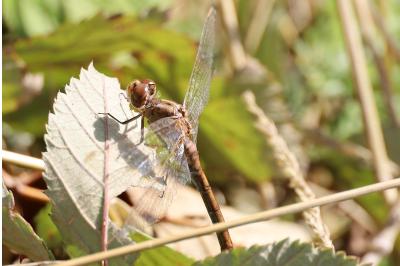 <i>Sympetrum meridionale</i>