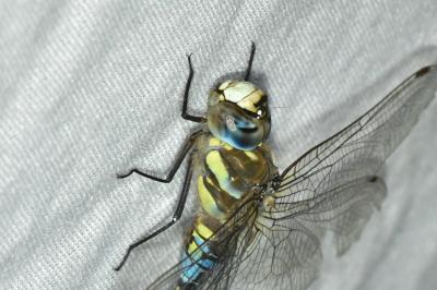 <i>Aeshna mixta</i>