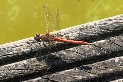 <i>Sympetrum sanguineum</i>