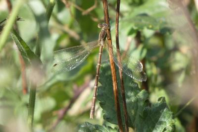<i>Lestes virens</i>