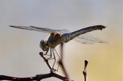 <i>Sympetrum striolatum</i>
