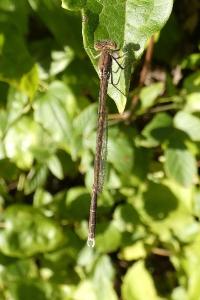 <i>Sympecma fusca</i>