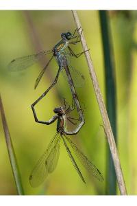 <i>Chalcolestes viridis</i>