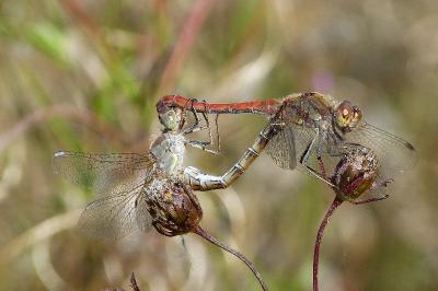<i>Sympetrum striolatum</i>