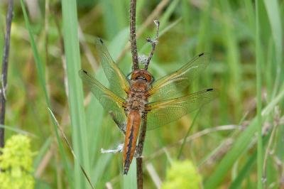 <i>Libellula fulva</i>