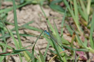 <i>Ischnura pumilio</i>