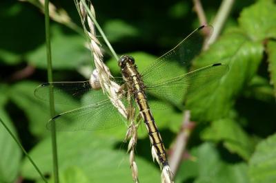 <i>Orthetrum albistylum</i>