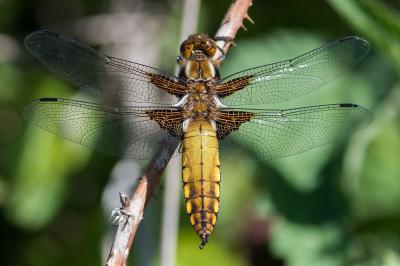 <i>Libellula depressa</i>