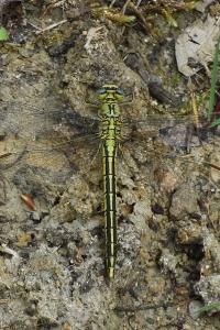 <i>Gomphus pulchellus</i>
