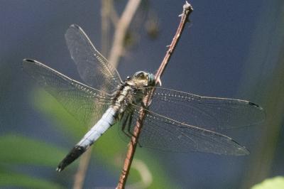 <i>Orthetrum albistylum</i>