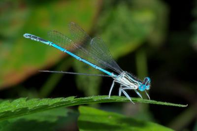 <i>Platycnemis pennipes</i>