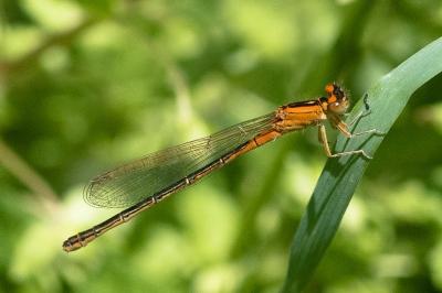 <i>Ischnura pumilio</i>