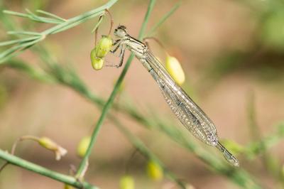<i>Erythromma lindenii</i>