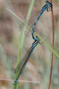<i>Coenagrion mercuriale</i>
