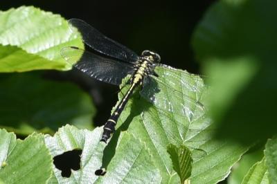 <i>Gomphus vulgatissimus</i>