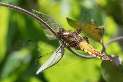 <i>Libellula depressa</i>