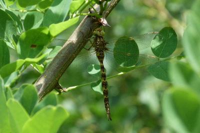 <i>Boyeria irene</i>