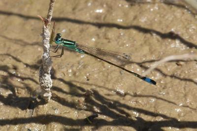 <i>Ischnura elegans</i>