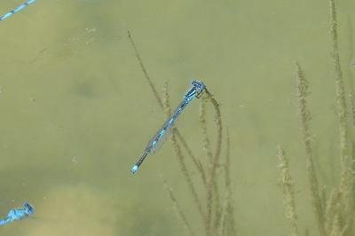 <i>Erythromma lindenii</i>