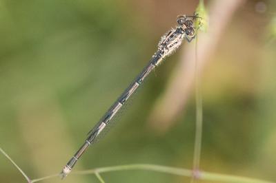 <i>Erythromma lindenii</i>