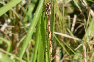 <i>Platycnemis pennipes</i>