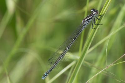 Coenagrion puella
