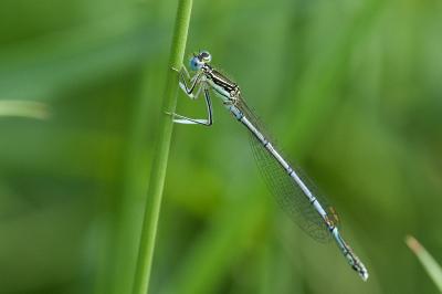 <i>Platycnemis pennipes</i>