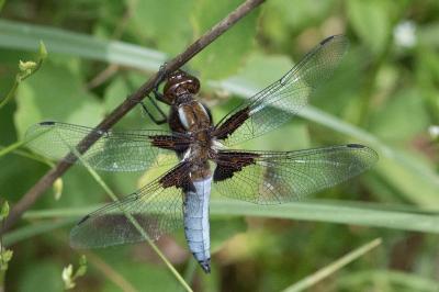 <i>Libellula depressa</i>