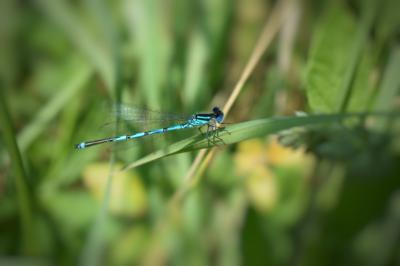 <i>Erythromma lindenii</i>