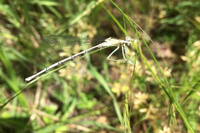 <i>Platycnemis pennipes</i>
