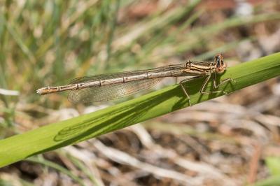 <i>Platycnemis pennipes</i>