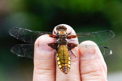 <i>Libellula depressa</i>