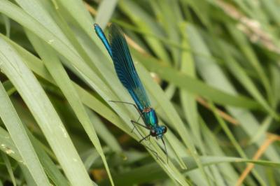 <i>Calopteryx splendens</i>