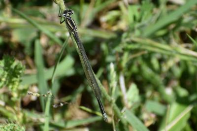 <i>Erythromma lindenii</i>