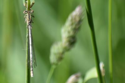 <i>Platycnemis pennipes</i>