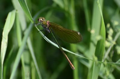 <i>Calopteryx splendens</i>