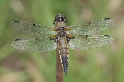 <i>Libellula quadrimaculata</i>