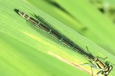 <i>Coenagrion puella</i>