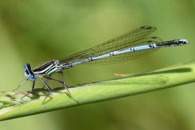 <i>Platycnemis pennipes</i>
