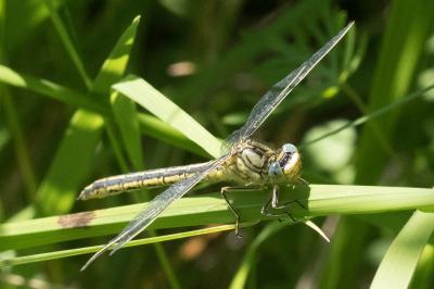 <i>Gomphus pulchellus</i>