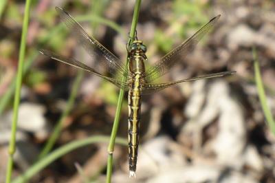 <i>Orthetrum albistylum</i>