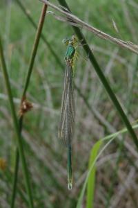 <i>Lestes virens vestalis</i>