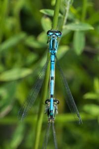 <i>Coenagrion puella</i>