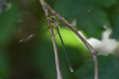 <i>Lestes barbarus</i>