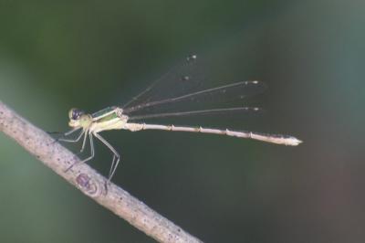 <i>Lestes barbarus</i>