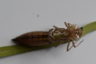 <i>Aeshna mixta</i>