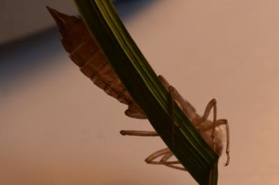 <i>Aeshna mixta</i>