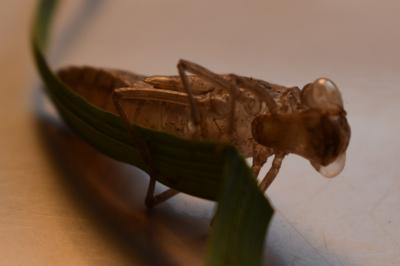 <i>Aeshna mixta</i>