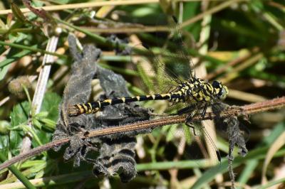 <i>Onychogomphus forcipatus</i>