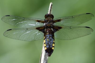 <i>Libellula depressa</i>